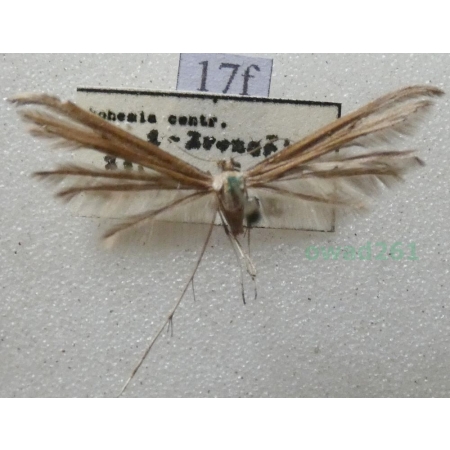 Emmelina monodactyla (Linnaeus, 1758) Piórolotek zwyczajny Czech17f